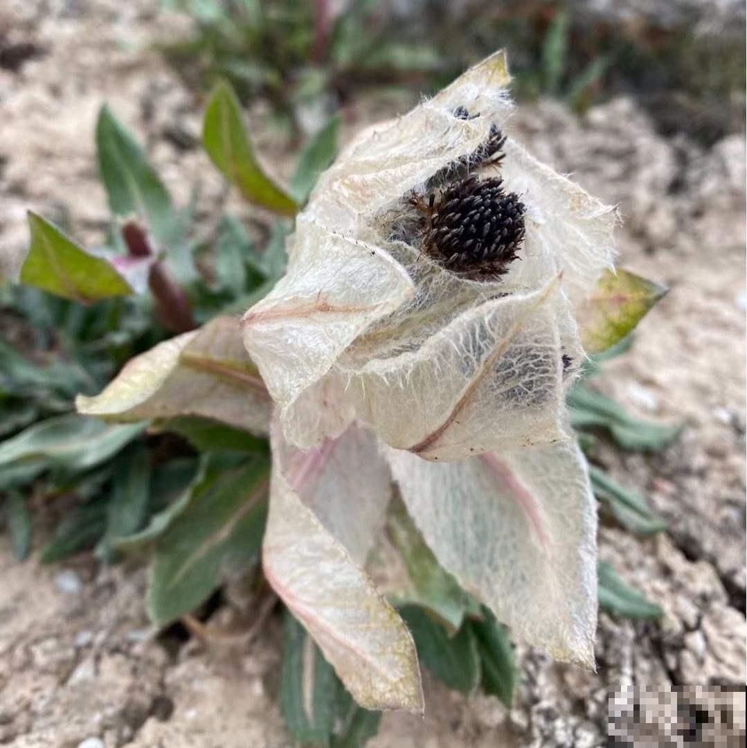 老中医爱养的60种植物，图文并茂特详细，种一盆养人养身心