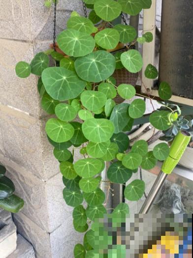 外观像土豆的“山乌龟”，模样虽然丑，却能养成绿窗帘