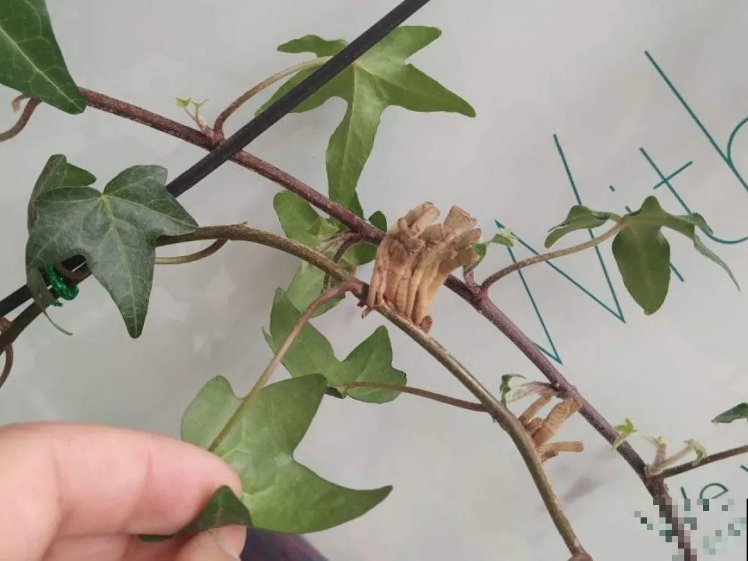 夏天看见气生根,赶紧剪下来,插土里就活 夏天看见气生根,赶紧剪下来,插土里就活