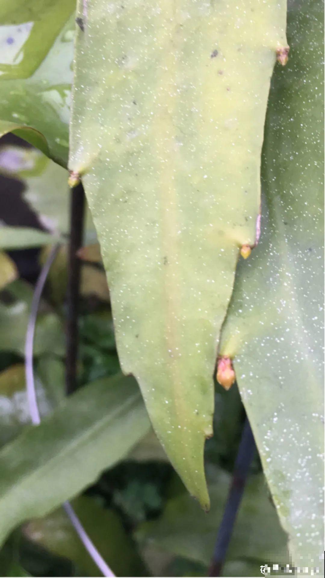专挑晚上开的花,爱吃肥肉喝废油,开花艳压群芳 专挑晚上开的花,爱吃肥肉喝废油,开花艳压群芳
