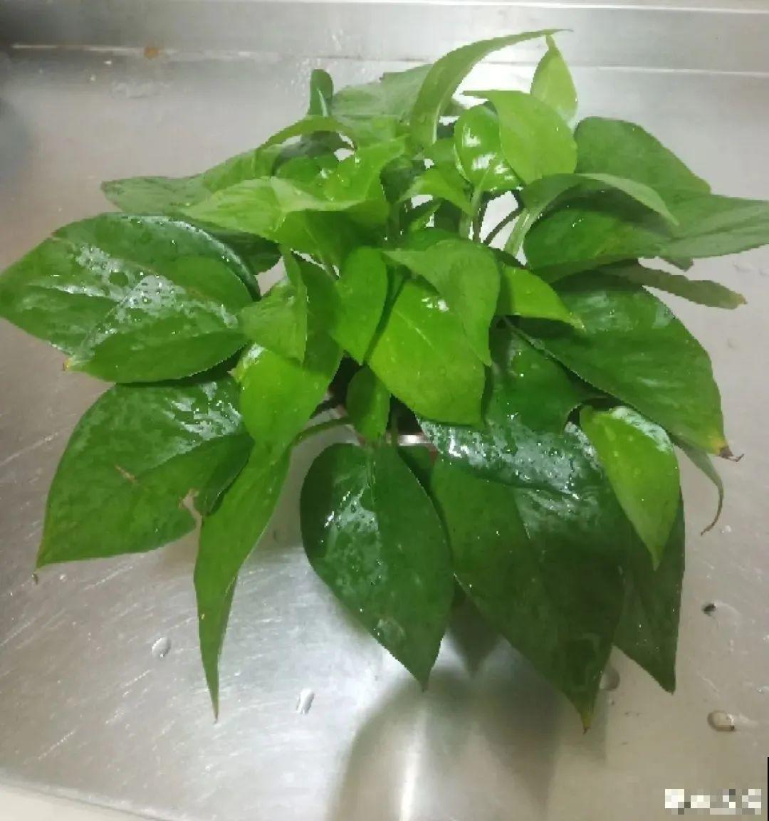 夏天养花，就怕乱浇水，千万不能积水