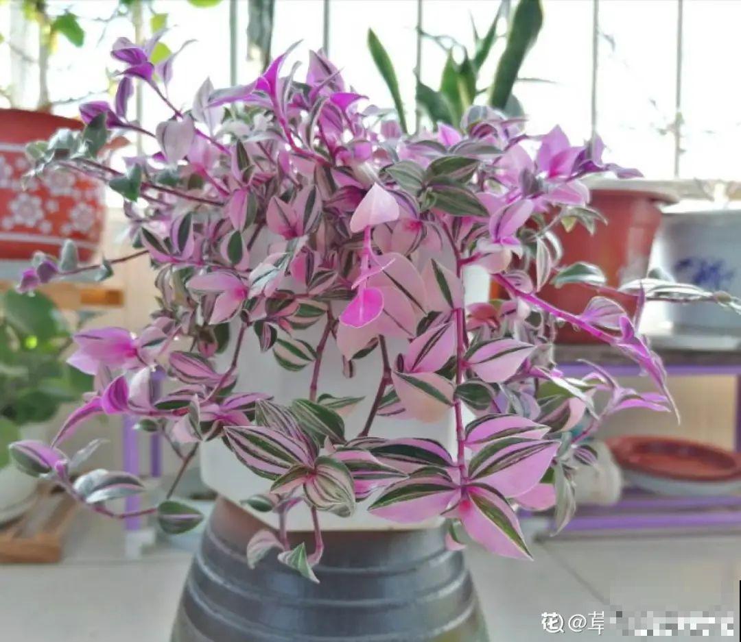 10种花,看着贵气有格调,实际价格很便宜 10种花,看着贵气有格调,实际价格很便宜