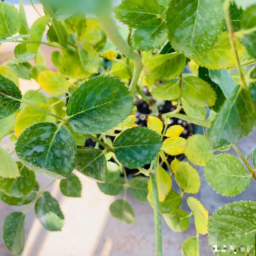 9个开花劳模，施肥不能停，不然越养越差劲