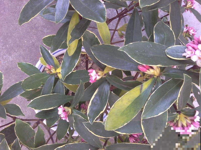 天气太热不好生长，4种害怕强光的植株，看看有你养的吗