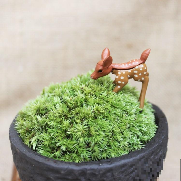 别看苔藓薄薄一层，用处真不少，还特别好养活