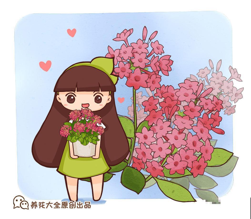 长寿花养护方法，这6点要注意，安稳度夏接着开花