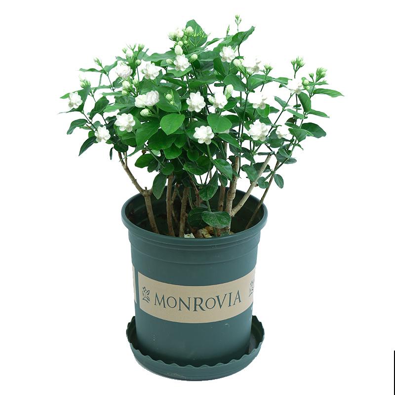 3种花明明开花很美，却不太受欢迎，到底是为啥？