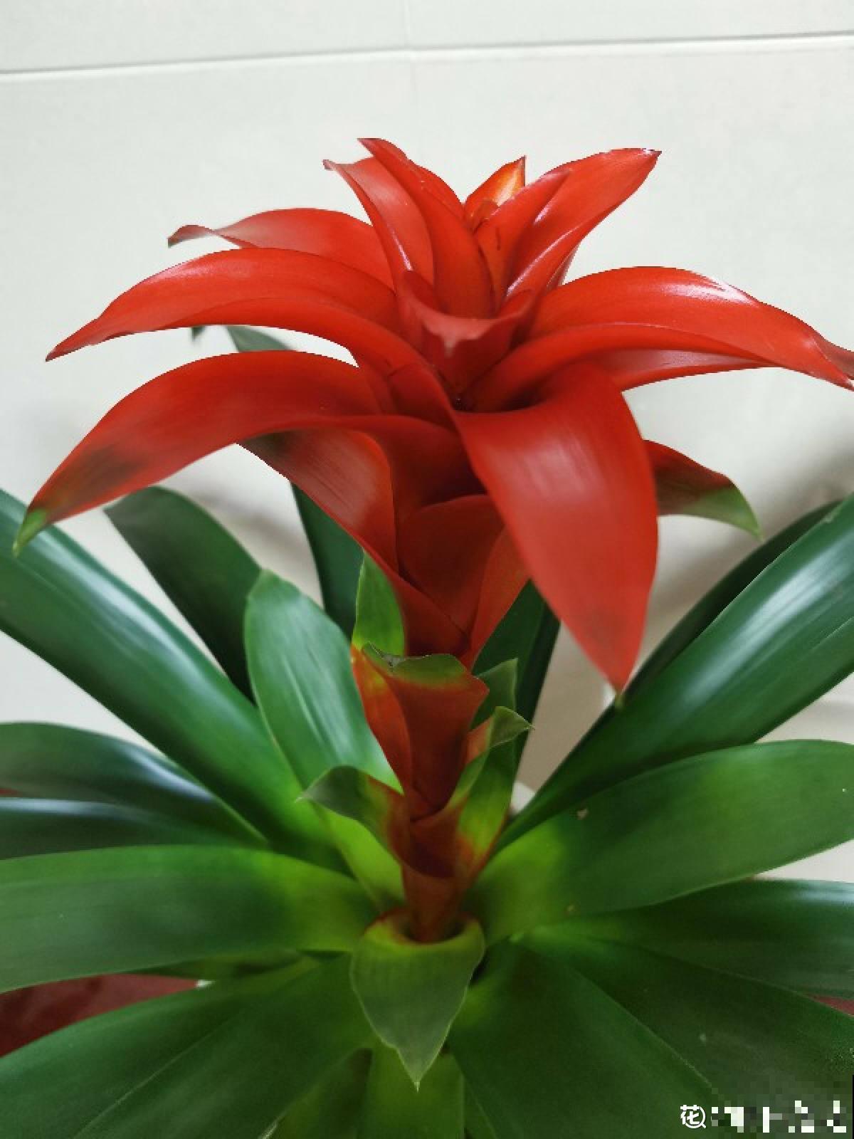 招财寓意植物大盘点，15种花养家里，有吉祥好兆头