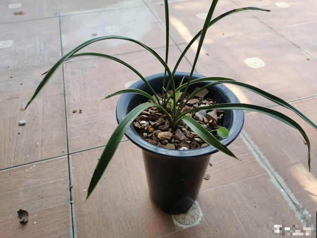 难养活的8种花，在家里养不好，扔门口反而呼呼开花