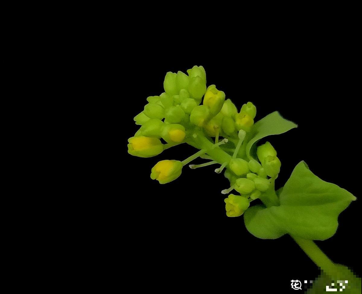 吃剩的蔬菜扔土里,长成清新绿植,怪好看的 吃剩的蔬菜扔土里,长成清新绿植,怪好看的