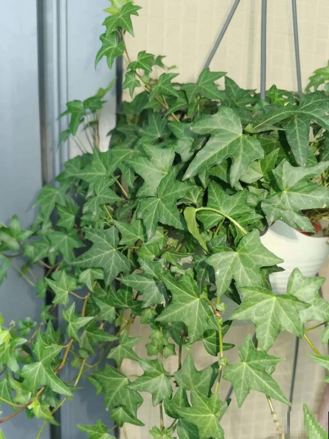 15种花,养在家里有气质,好养又健康 15种花,养在家里有气质,好养又健康