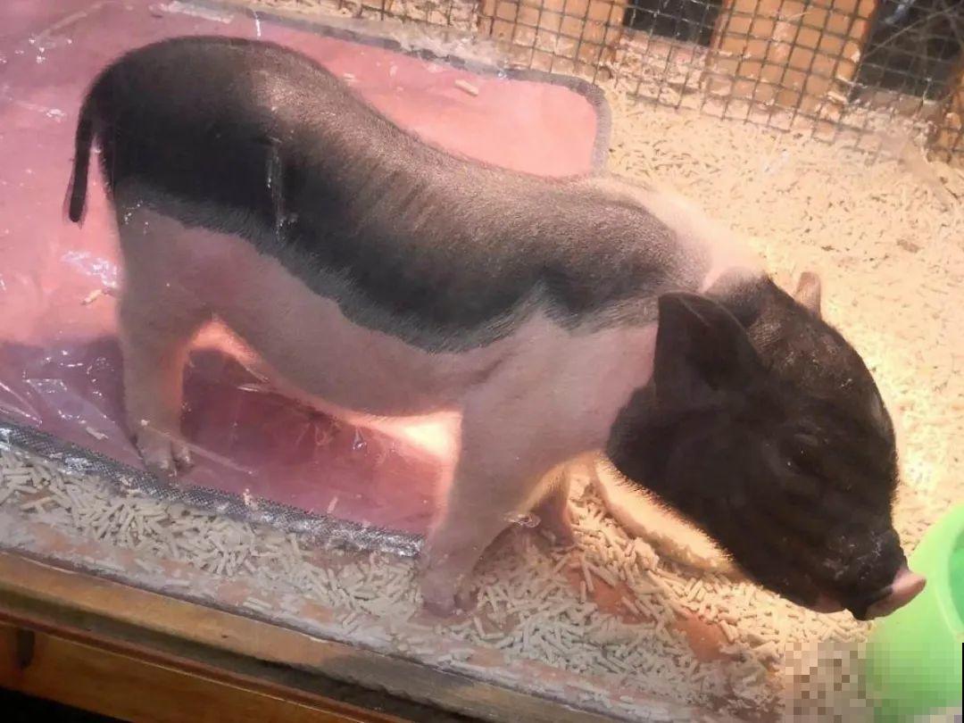 男子追在大象后，捡一筐大象粪，居然是为了养花