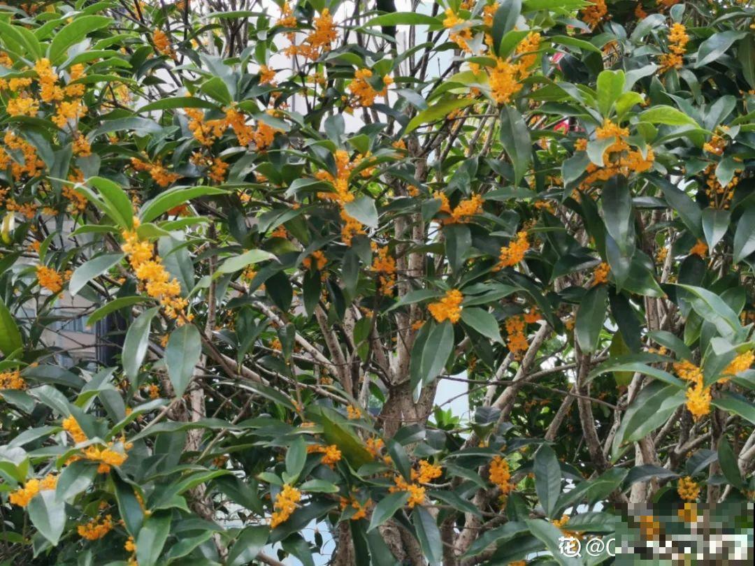 8月后，6种花别修剪，小心以后不开花