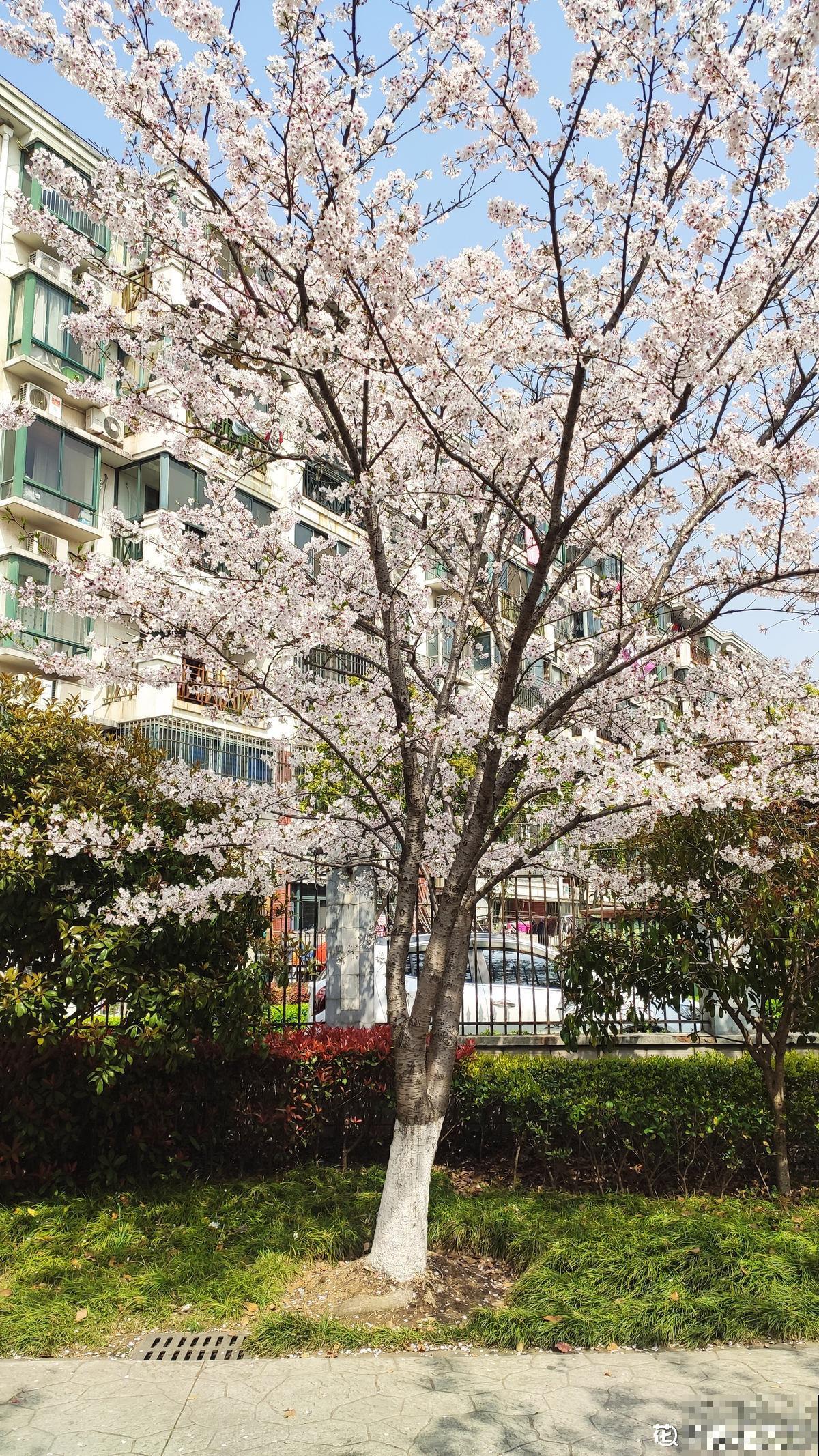精致的农村院子，主要是种了这4种花，爬藤地栽木本都有