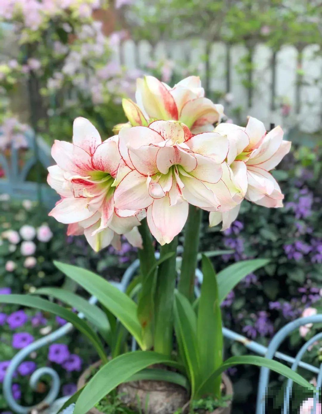 家里养盆朱顶红，开花个个比脸大，牛年养它“注定红”！