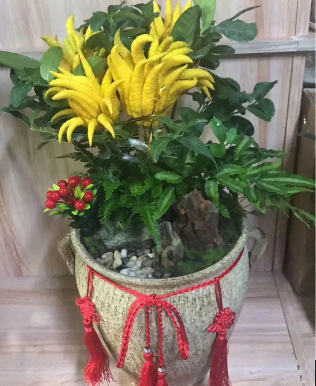 家里养8种花，独特有气质，还有满满安全感