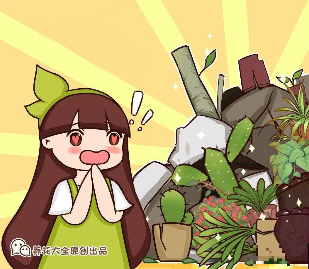 4种花喜欢恶劣环境，环境越差，长势反而更旺