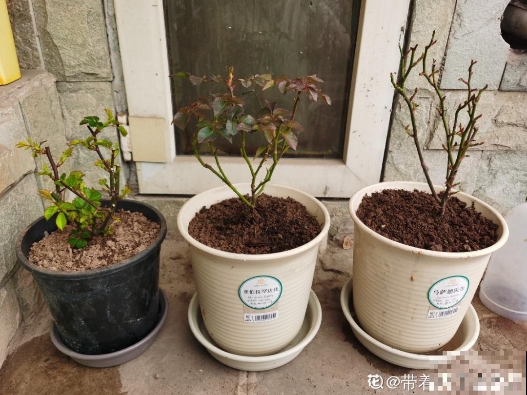 天热要修剪的花，不剪死得快，活不过夏天