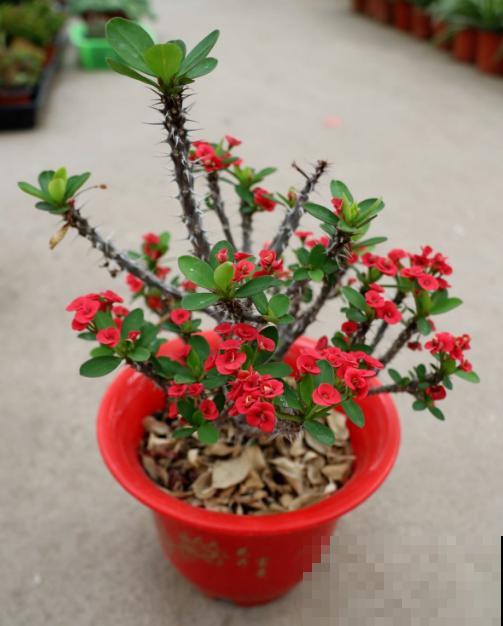 虎刺梅好养也好看，学好这5步，超长花期停不下来