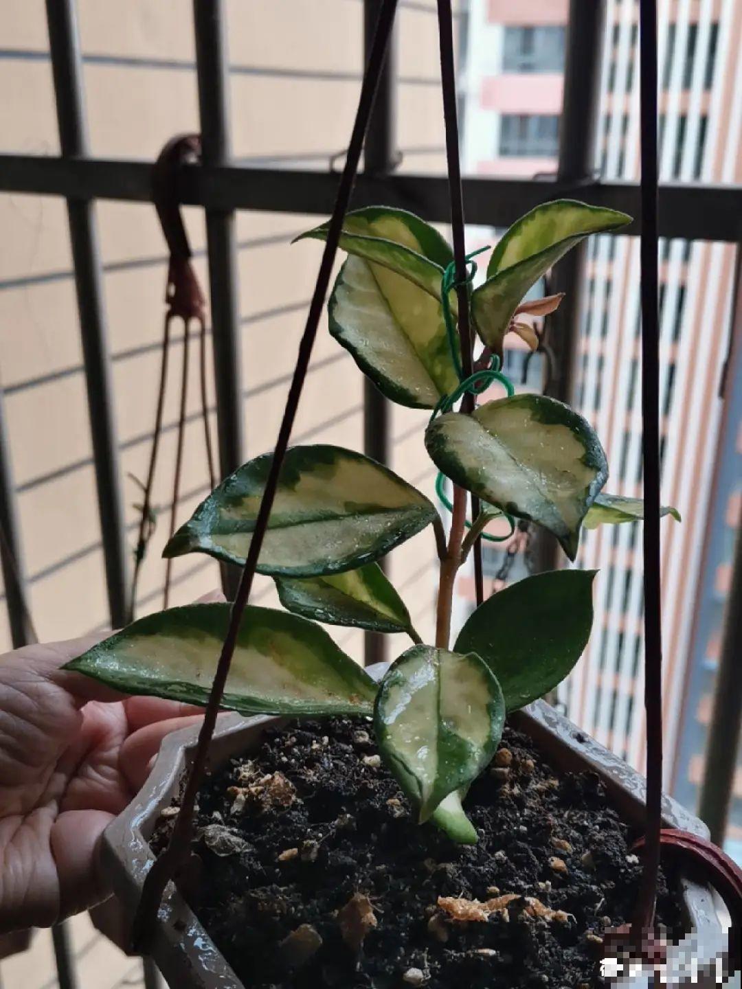 夏天看见气生根,赶紧剪下来,插土里就活 夏天看见气生根,赶紧剪下来,插土里就活