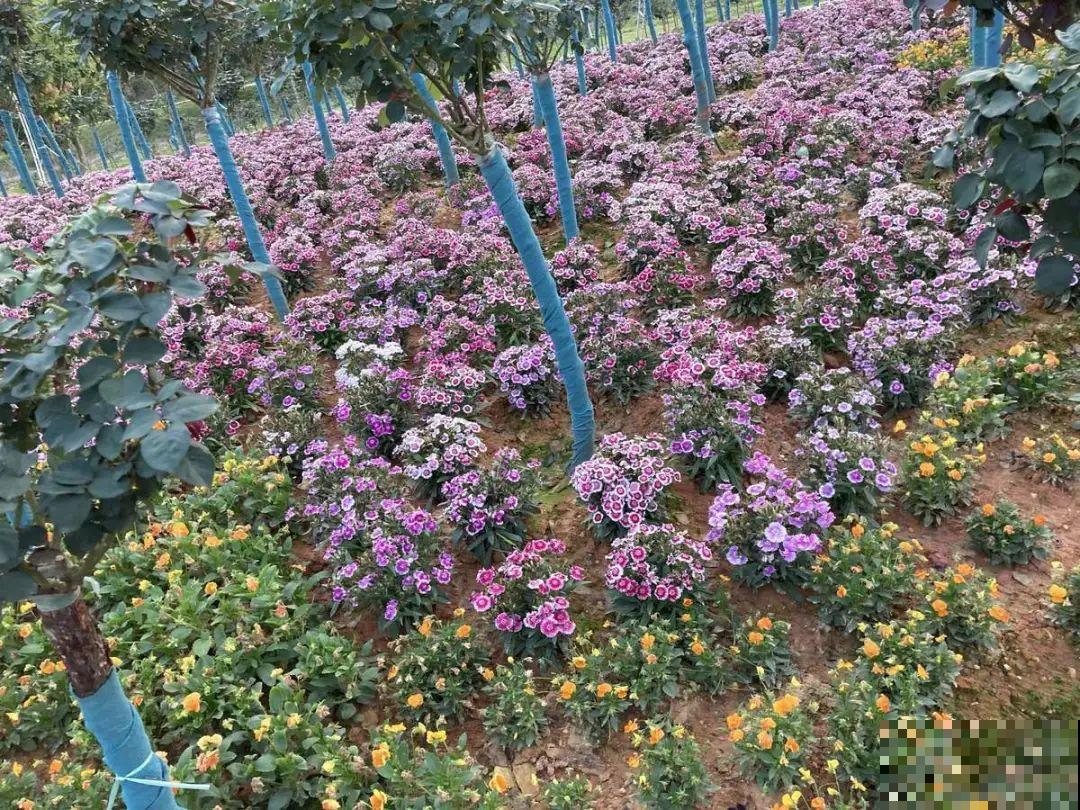 绿化带“壕”无人性，10万块的花堆一起，你认识几个？