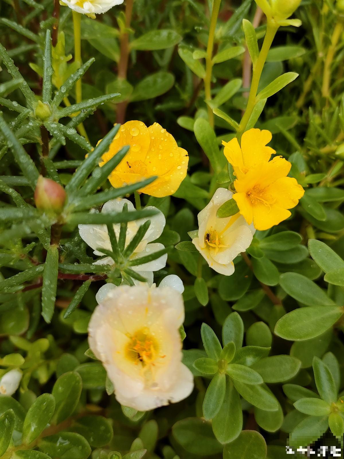 太阳花花期短，只需6步养护方法，让太阳花超长待机