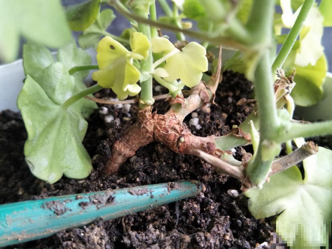 9种花最怕下雨天，一淋雨就死，太心疼了