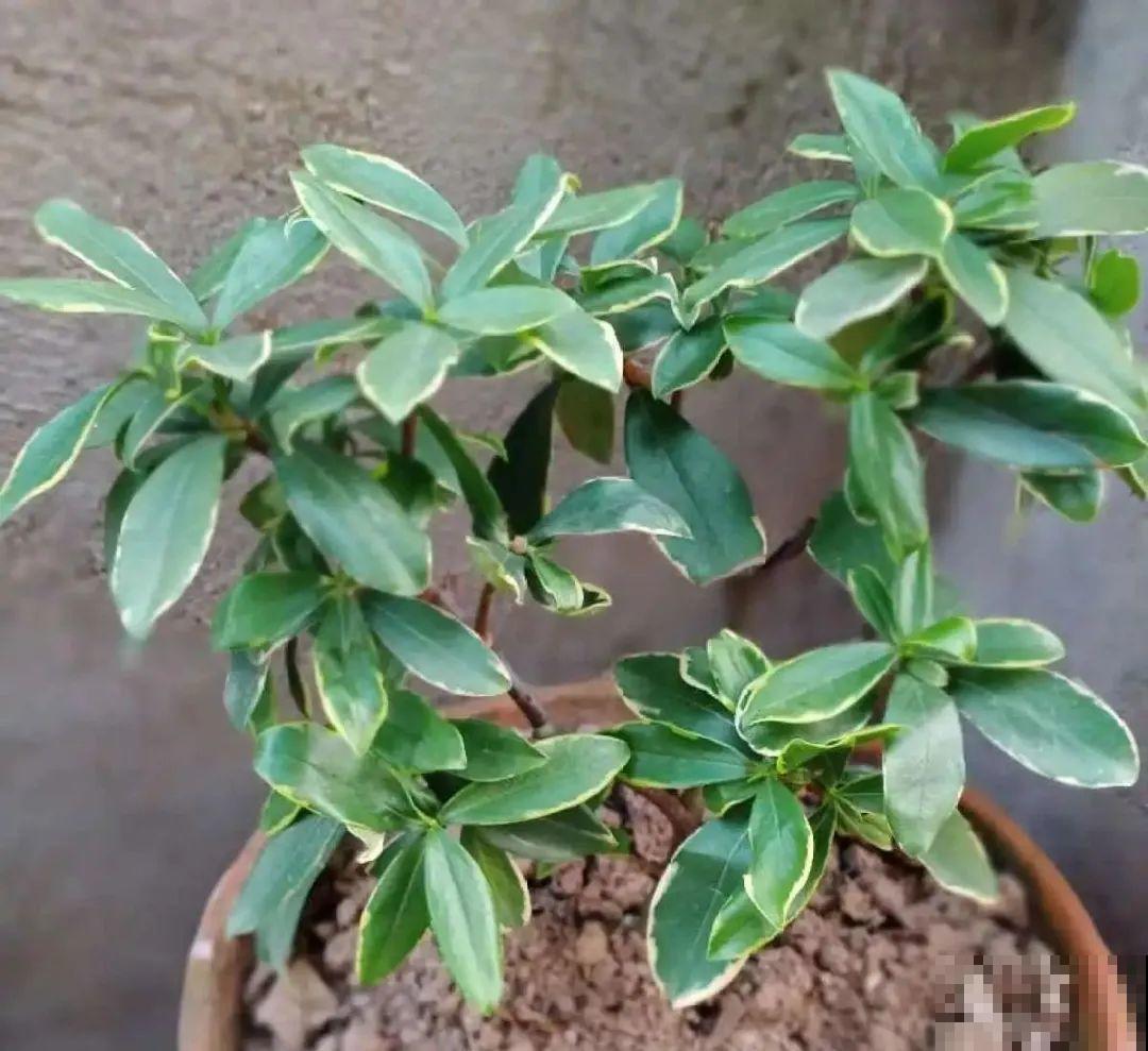 初秋8种花不能剪，轻则不开花，严重可能剩空盆
