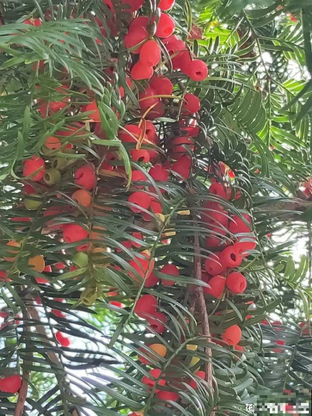 看到稀奇花，不认识的别去挖，可能会触犯法律