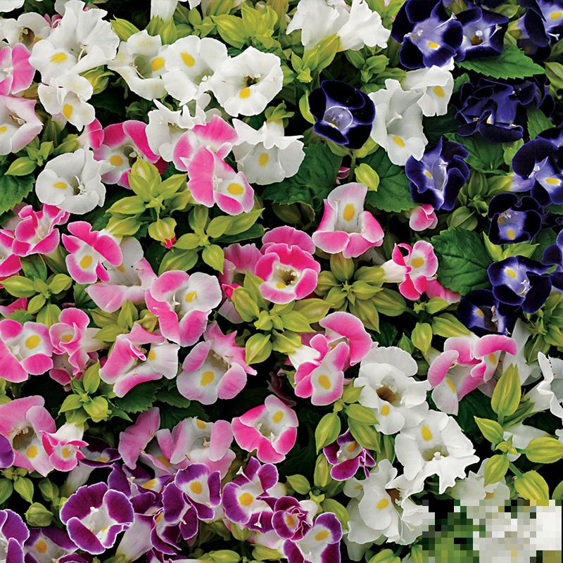 强悍的小草花，种一次年年开，越晒花越多！