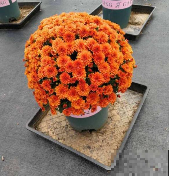 花朵中的“爆花机器”，初秋正是生长旺季，越“掐”花越多