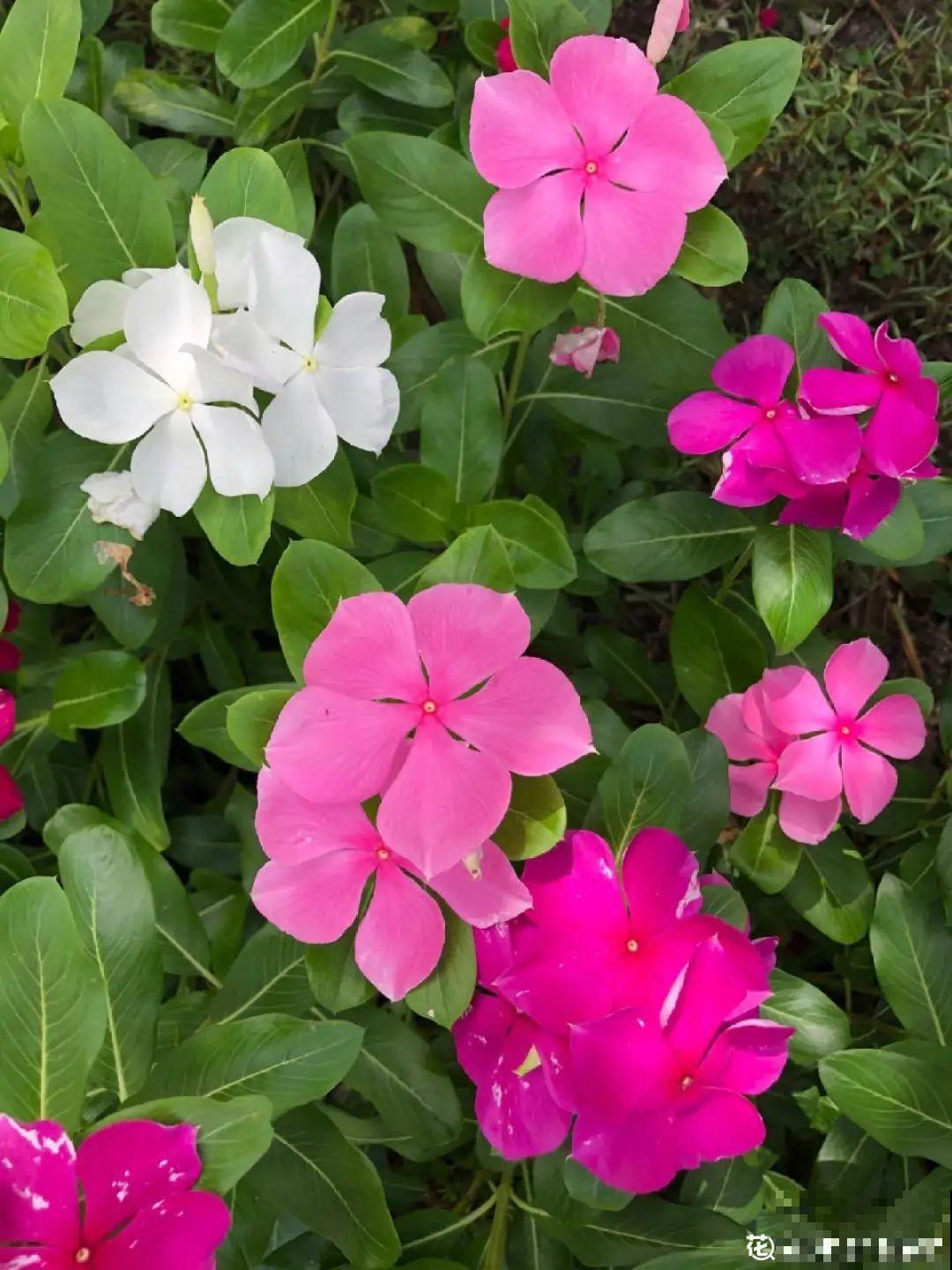 8种花，越热越扦插，大白根呼呼冒