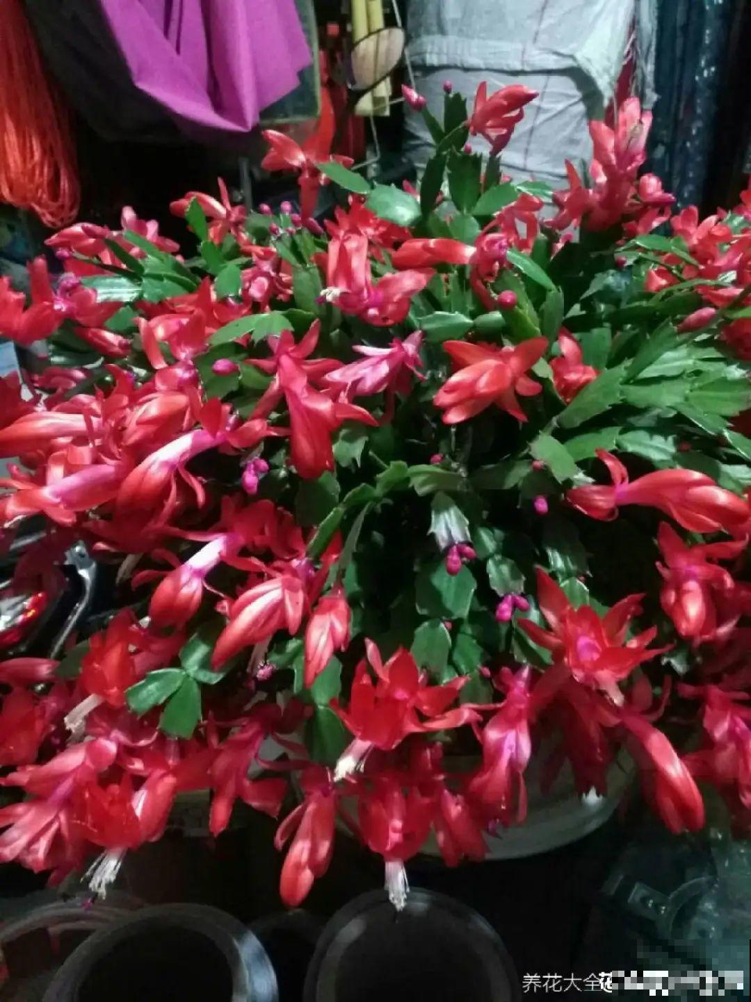 8种花夏天不能买，买回来就死，白浪费钱