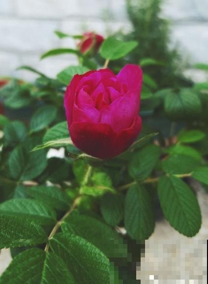 老中医爱养的4种花，堪称植物“百宝箱”，养人养身心