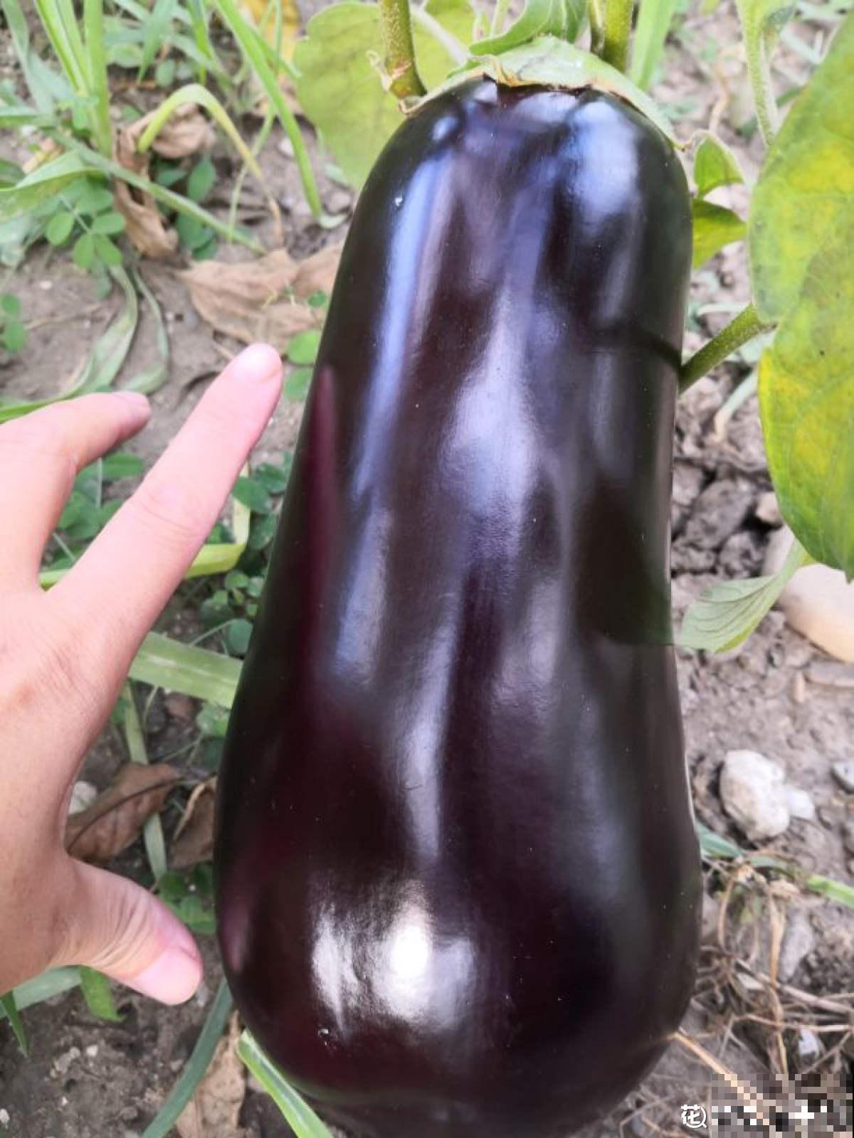 邻居种的茄子，两只手才能抓过来，到底咋种地？