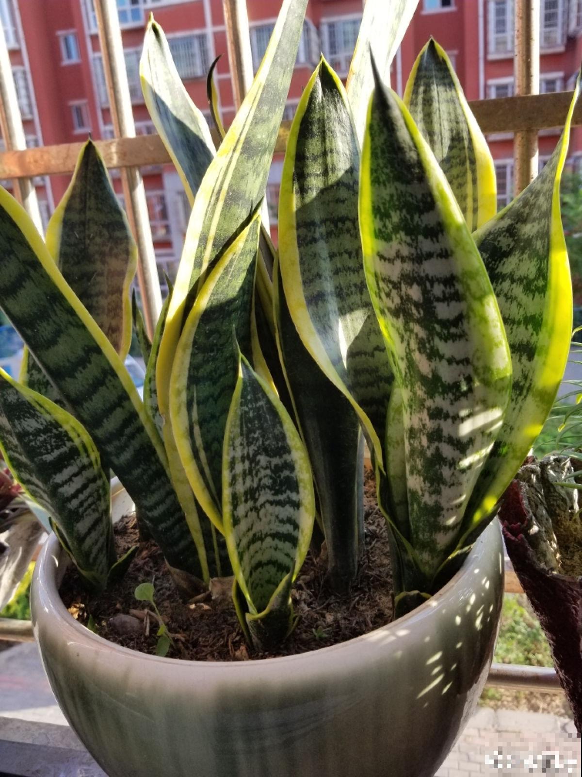 秋天养护虎尾兰,3个要点要注意,冒出满盆“小钢芽” 秋天养护虎尾兰,3个要点要注意,冒出满盆“小钢芽”