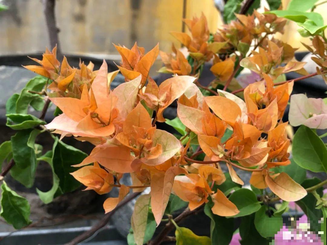 9个开花劳模，施肥不能停，不然越养越差劲