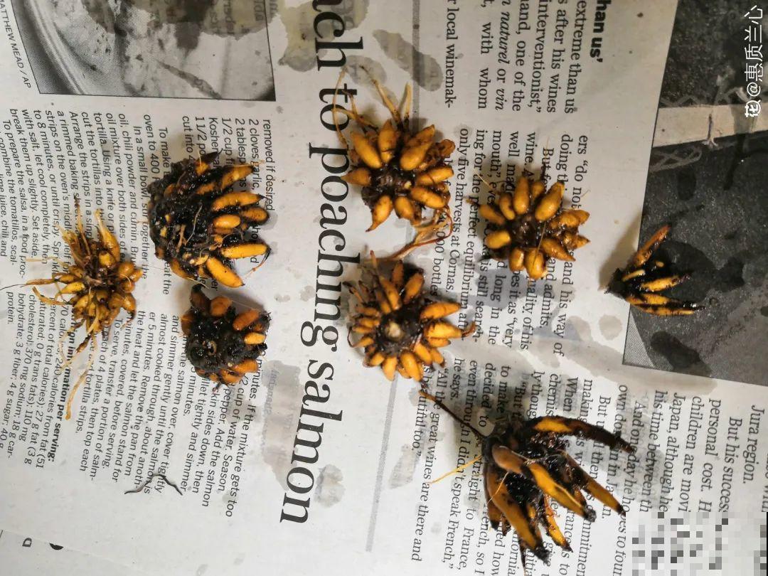 9种花,天热会“假死”,千万别丢了,秋天就苏醒 9种花,天热会“假死”,千万别丢了,秋天就苏醒