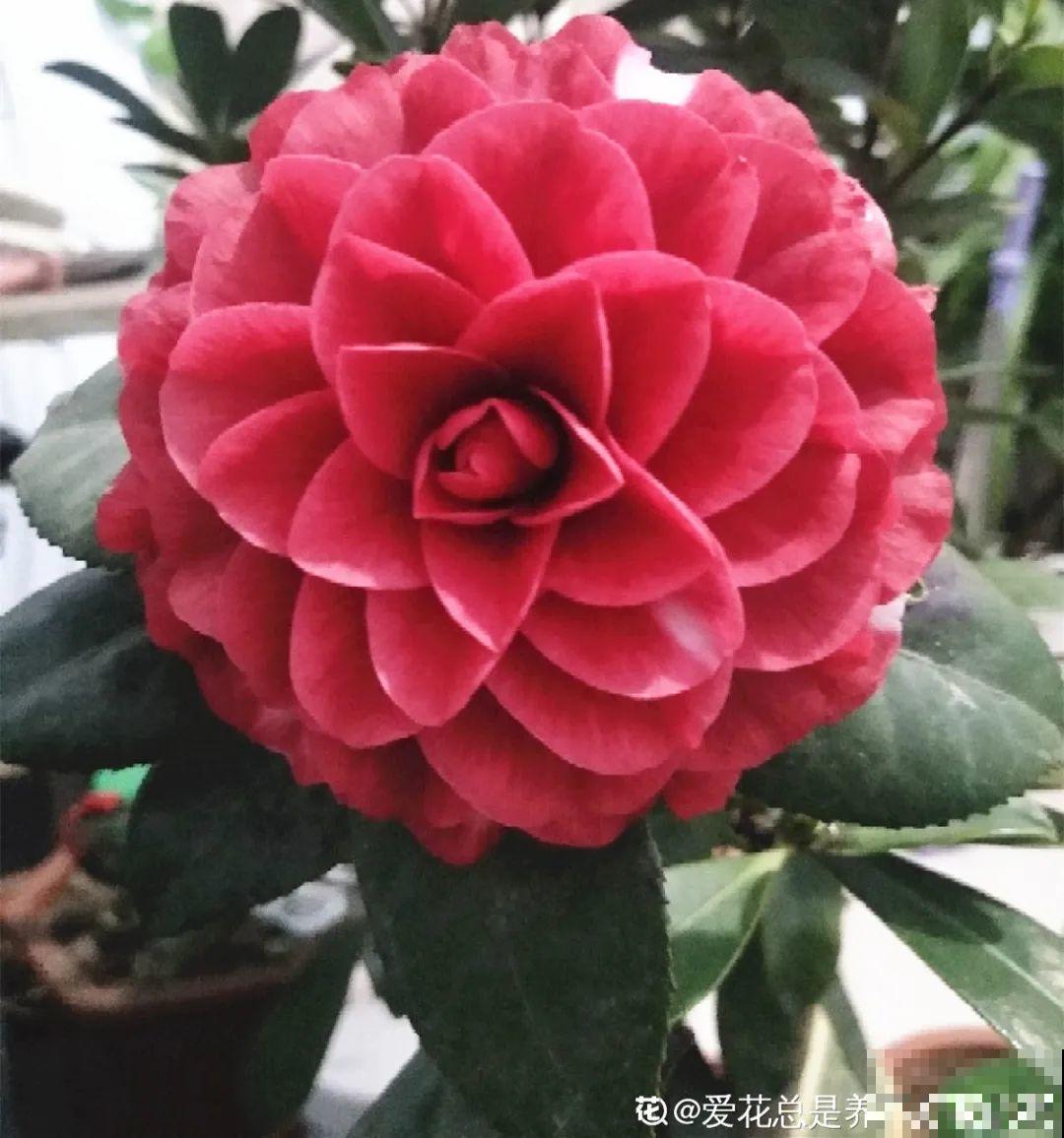 初秋8种花不能剪，轻则不开花，严重可能剩空盆