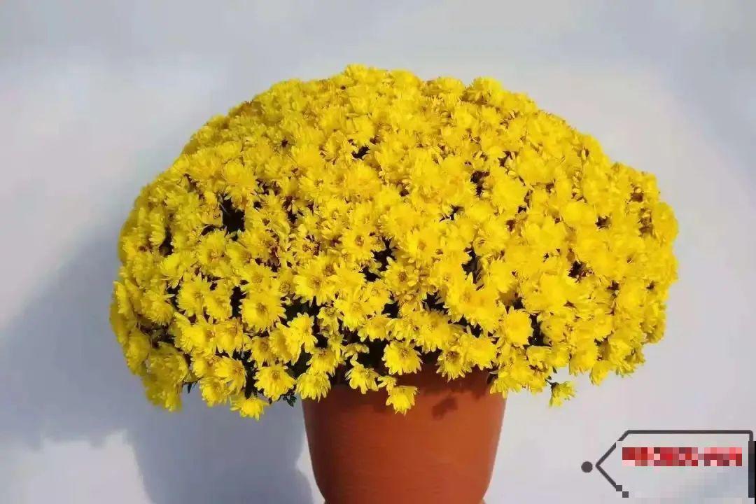 掌握5个步骤，球菊秒变开花机器，花期四季不停