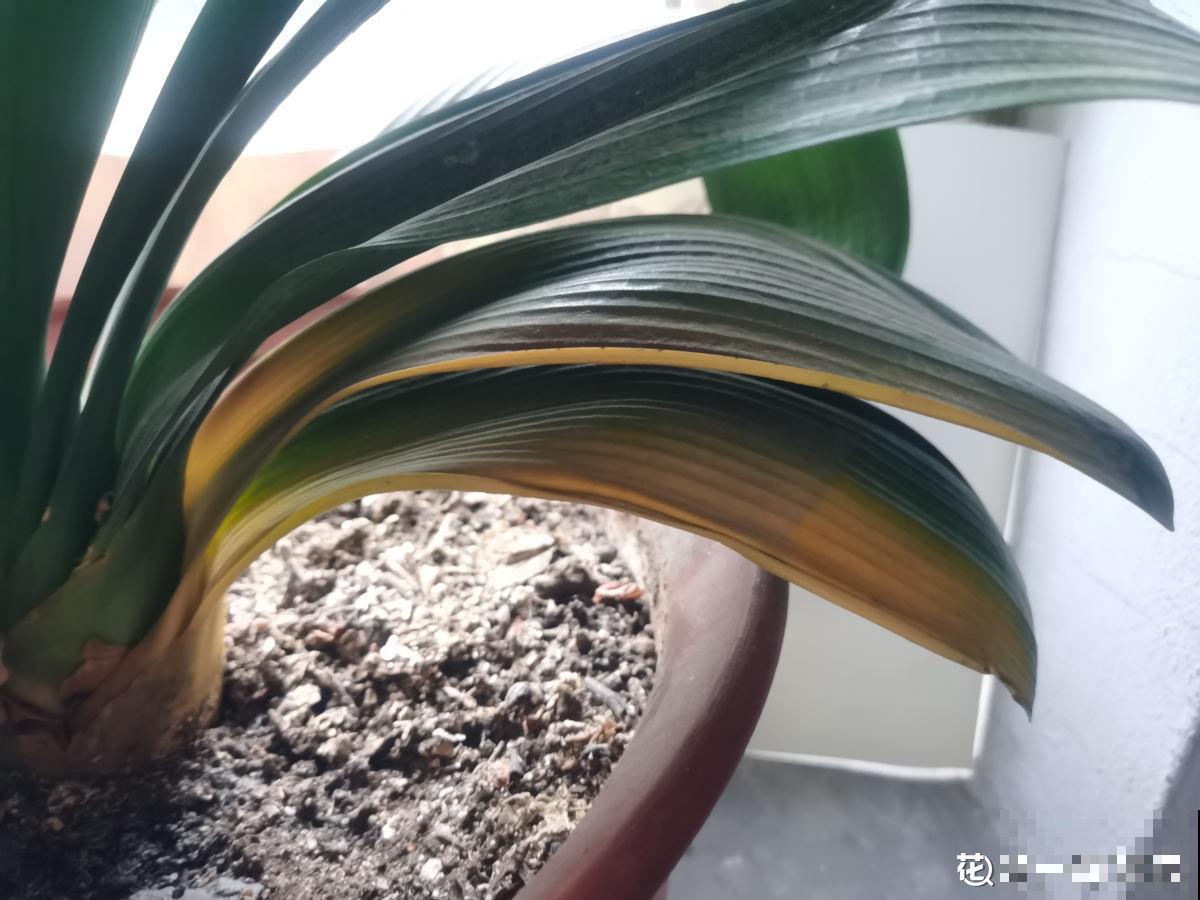 夏天少管君子兰！养护太周到，难怪挺不过夏天