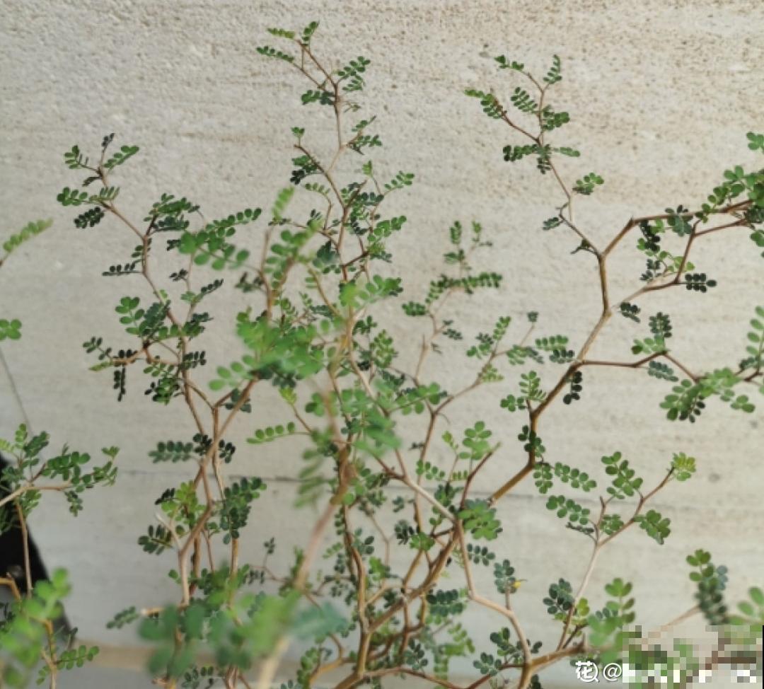 家里别只养绿萝,15种精致耐阴花,光照不好也能长很美 家里别只养绿萝,15种精致耐阴花,光照不好也能长很美