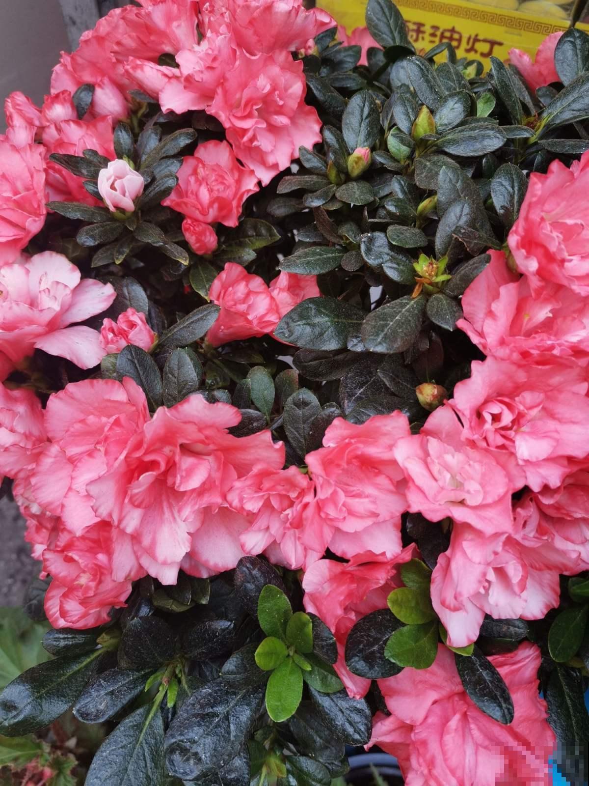 古人说的盆花五姊妹，一个比一个漂亮，放在居室真美观