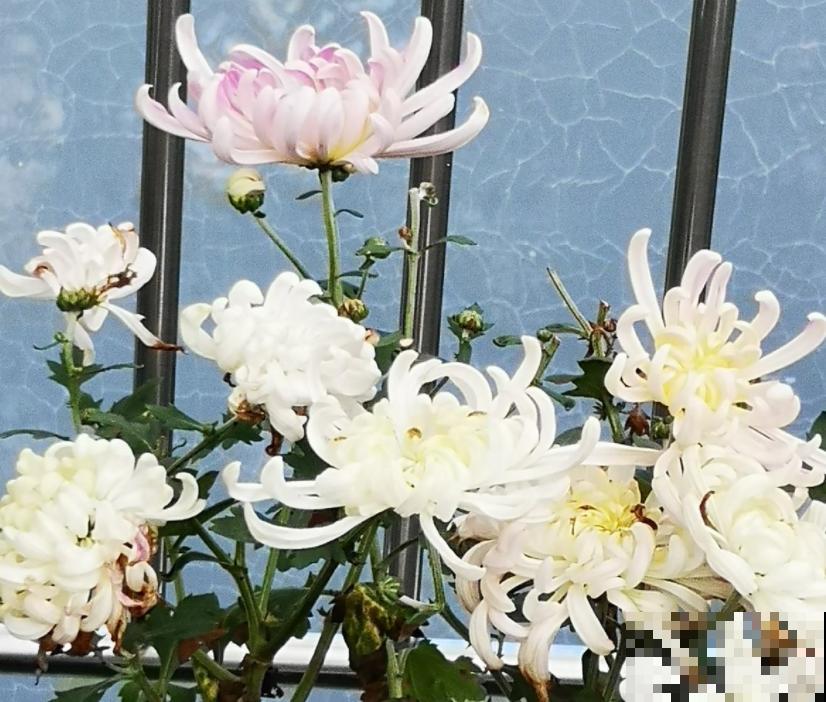 正在开花的植物,不要施肥,不然花苞全掉了 正在开花的植物,不要施肥,不然花苞全掉了