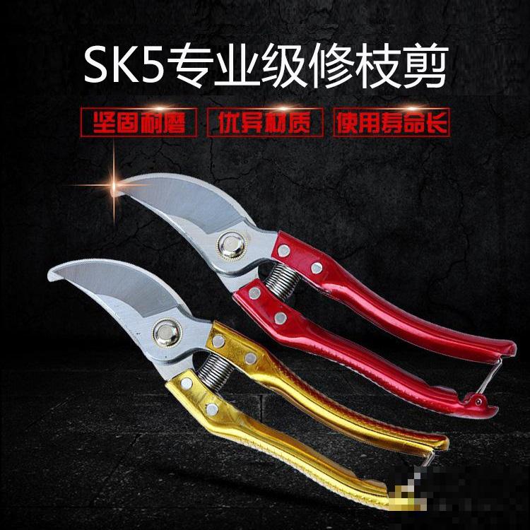 养月季单株不过瘾，简单做好5步，满墙都是月季花