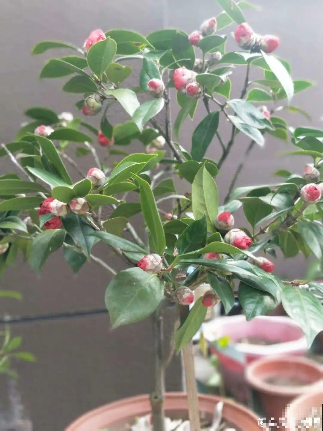 9个开花劳模，施肥不能停，不然越养越差劲