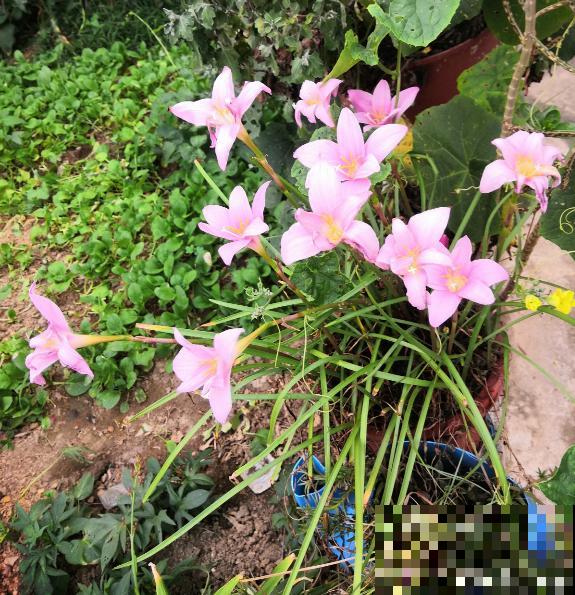 雨天不用躲！一株风雨兰，雨过天晴长更狂