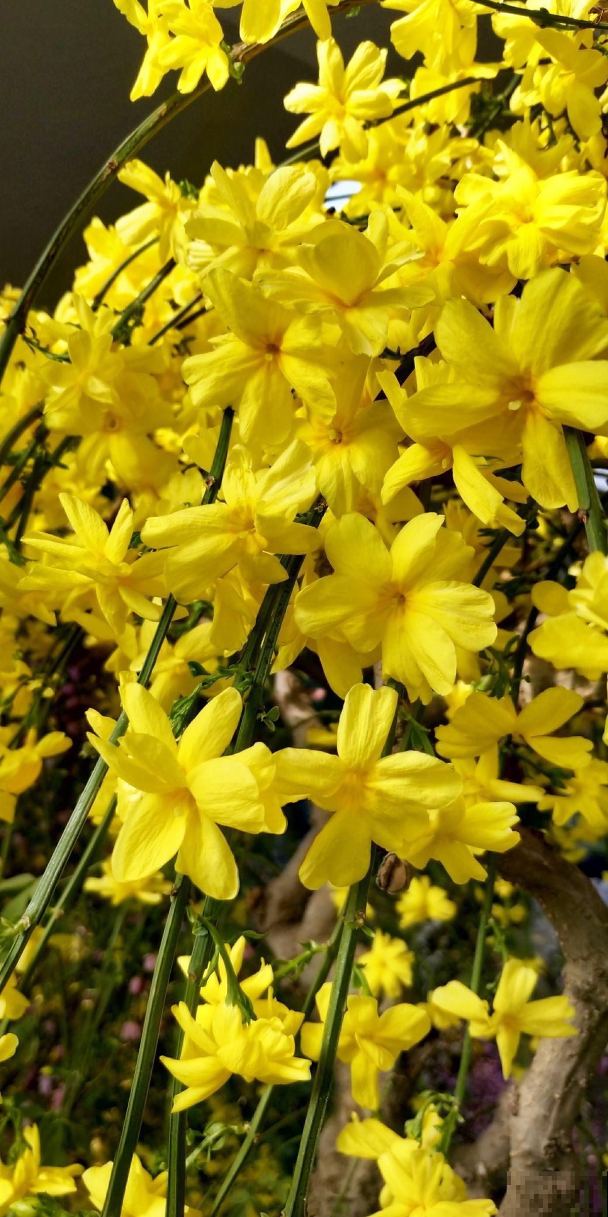 100种常见花,今天终于知道叫什么名了,建议收藏 100种常见花,今天终于知道叫什么名了,建议收藏
