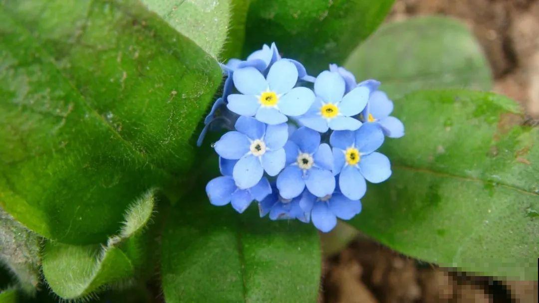 仙气飘飘的花，颜值高、花期长，养一盆不亏