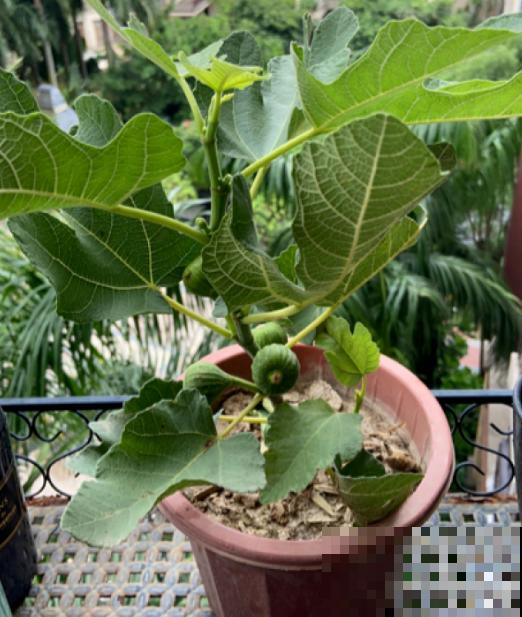 5种水果,让果实压弯树枝,摘下就能吃 5种水果,让果实压弯树枝,摘下就能吃